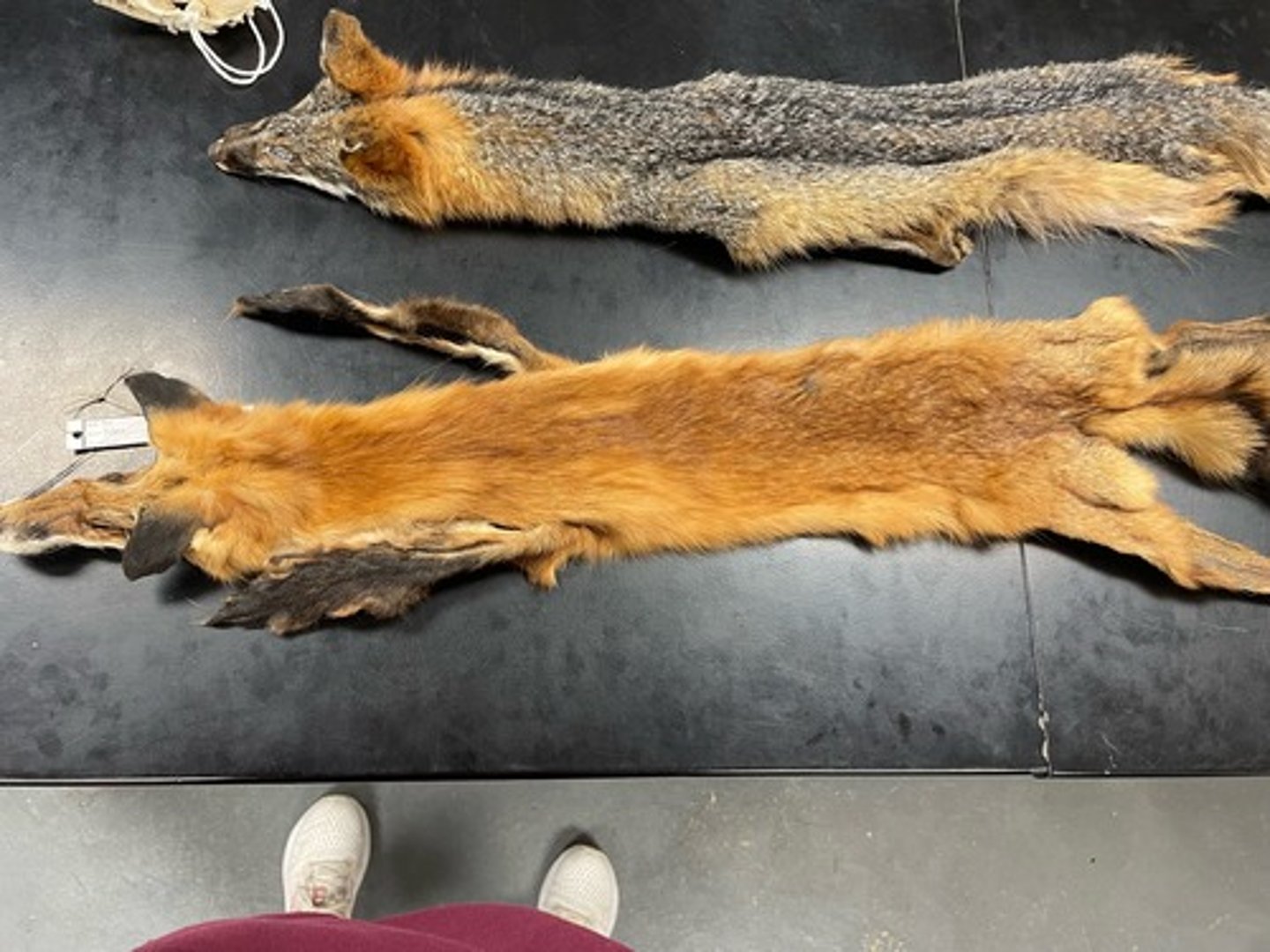 <p>Family: Canidae</p><p>Genus & Species: Vulpes vulpes</p>