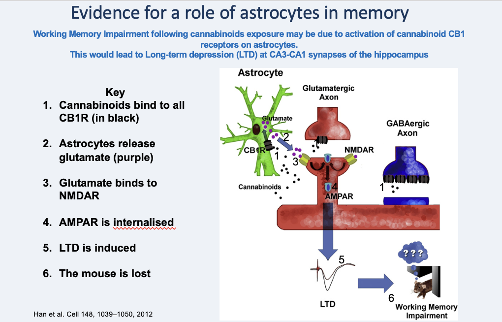 <p>through <strong>LTP</strong></p><ul><li><p>mice lacking CB1R (cannabinoid T1Rs) in astroglial cells OR glutamaterigc/GABAergic neurons were exposed to cannabinoids</p></li><li><p>these mice lacking astrocytic CB1R had functioning spatial working memory AND LTD was not induced</p><ul><li><p>but memory impairment + LTD induction was seen in mice lacking CB1R in neurons</p></li></ul></li></ul><p>Since Han et al showed cannabinoids can exert their action on working memory also in absence of receptors on neurons, was concluded that astrocytes mediate their action.</p><p></p><p>if CB1R knocked out on GABAergic axon, working memory impairment + LTD still occurred so CB1 action was not at these sites</p><p>• however if KO on astro, neither occurred (so CB1 important R is on astro, and astros have a role in this working memory) </p>