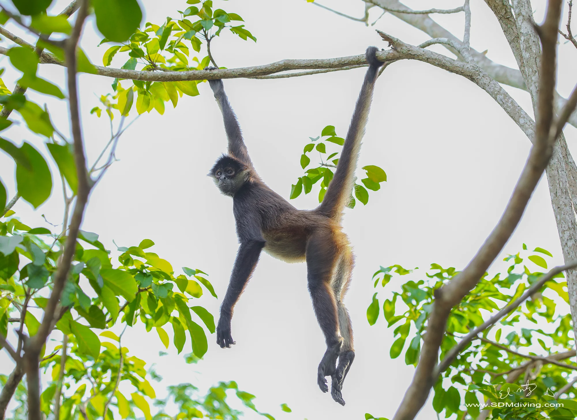 <p>Spider monkey</p>