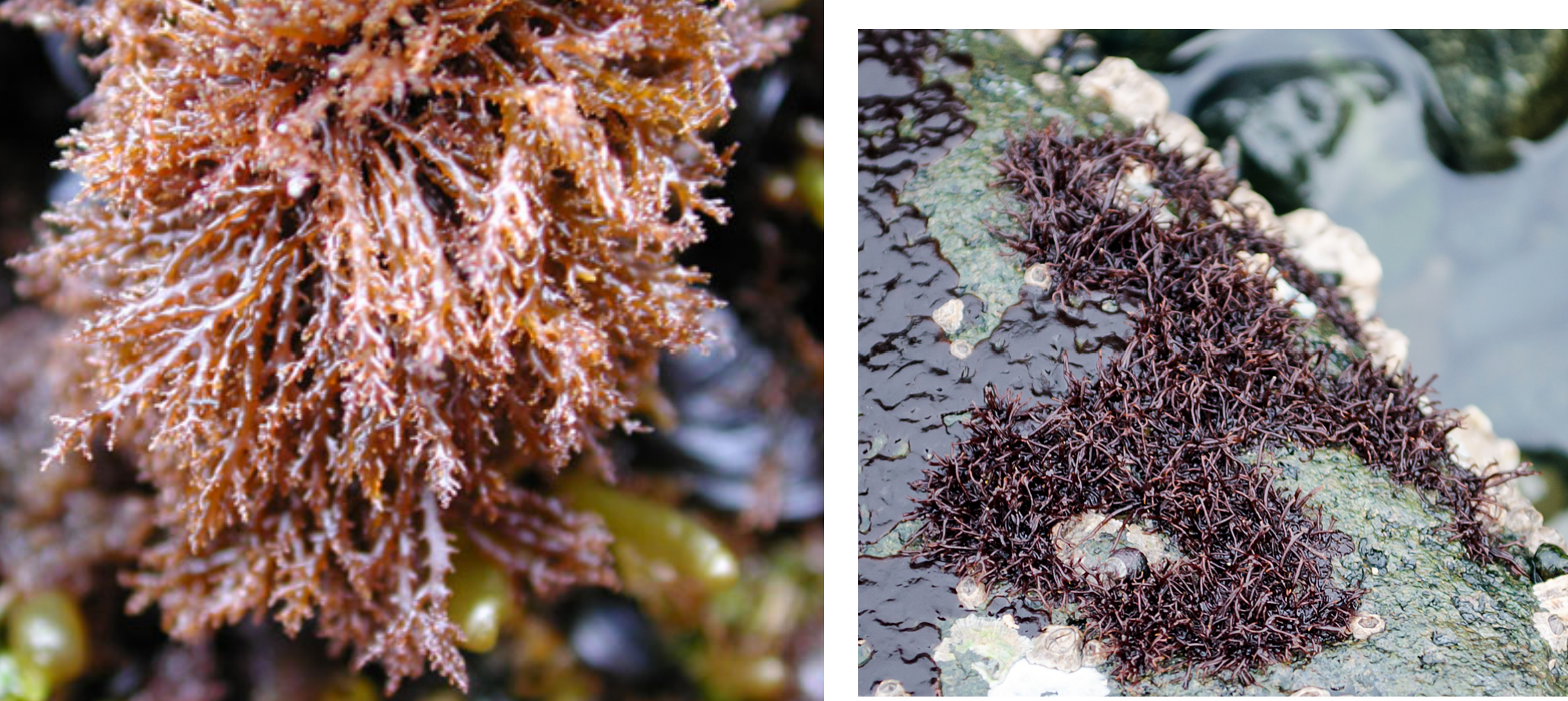 <p>Sea Moss</p>