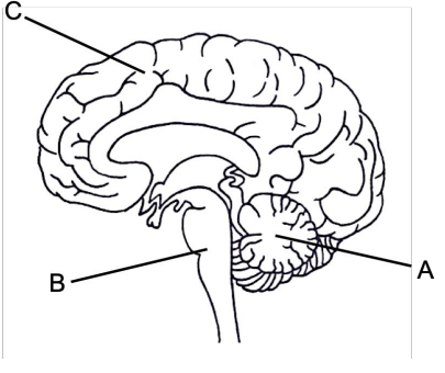 <p>Which letter is the cerebellum and what is the function of the cerebellum?</p>