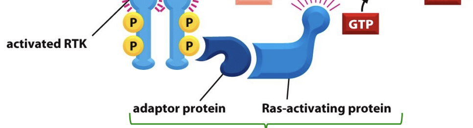 <p>adaptor protein and ras activating proteins</p>