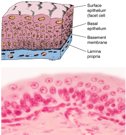 <p>What is the function and location of transitional epithelium (uroepithelium)?</p>
