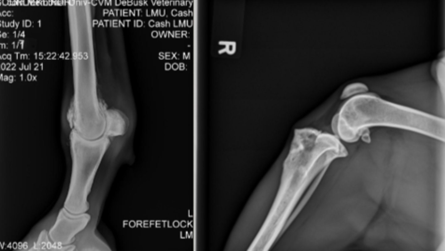 <p>How should extremities be oriented in the medial-lateral projection?</p>