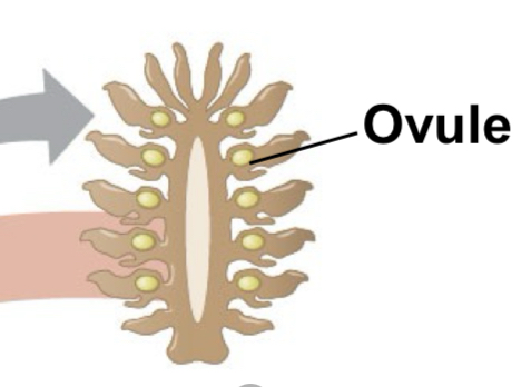 <p><span>A reproductive structure found in certain types of gymnosperms like conifers</span></p><ul><li><p><span> It contains ovules, which are structures that house the female gametes (egg cells) and develop into seeds after fertilization</span></p></li><li><p><span> They are usually larger and more prominent than pollen cones and are often located on the upper branches of the tree</span></p></li></ul>