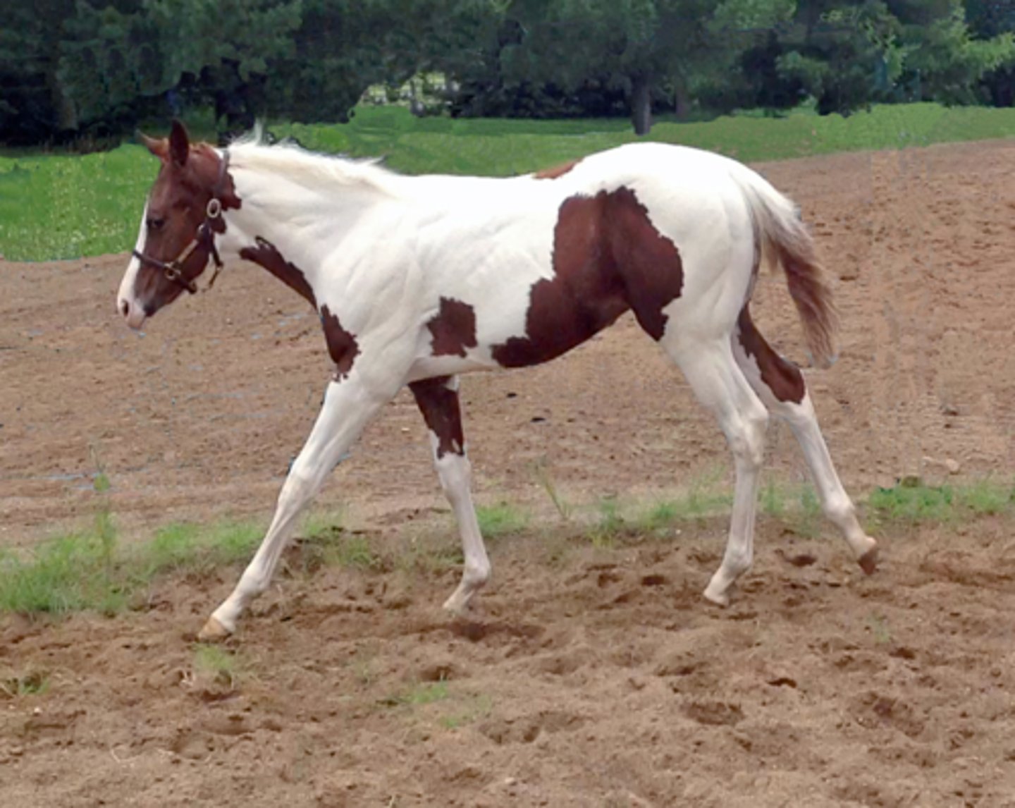 <p>- White with regular, oval-shaped colored spots</p><p>- White crosses the back</p><p>- White legs</p><p>- Usually have white mane/tail</p><p>- More symmetrical coloring on head</p>