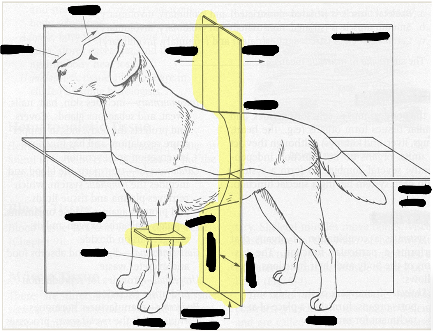 <p>cross-section of the trunk, head, limb, or other appendage</p>