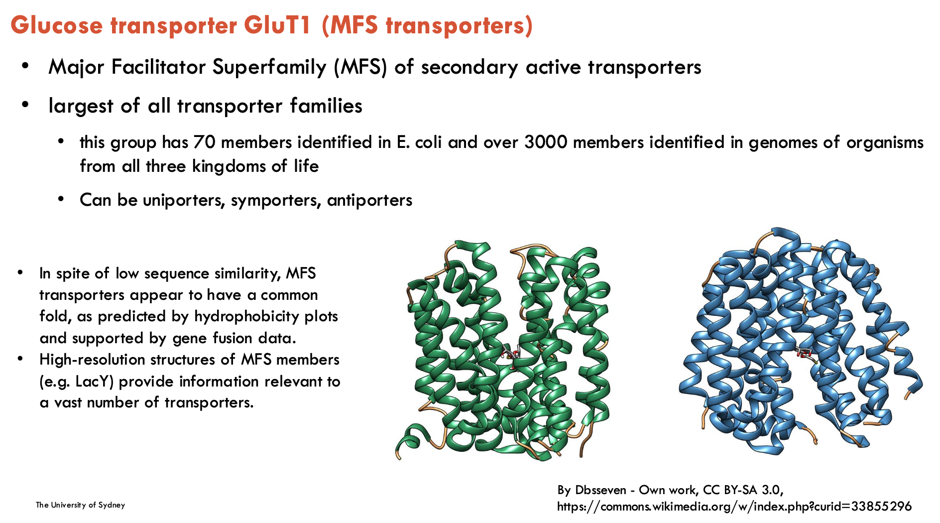 <p>Major Facilitator Superfamily (MFS) of secondary active transportes</p><ul><li><p>largest of all transporter families</p></li><li><p>can be uniporters, symporters, or antiporters</p></li></ul><p></p>