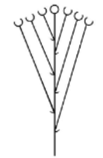 <p>Corymbs inflorescence </p>