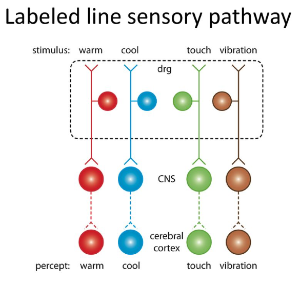 labeled-line code