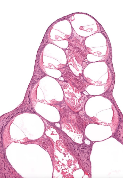 <p>structure</p>