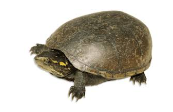 <p><span><span>Rounded shell, two light stripes on head</span></span></p>