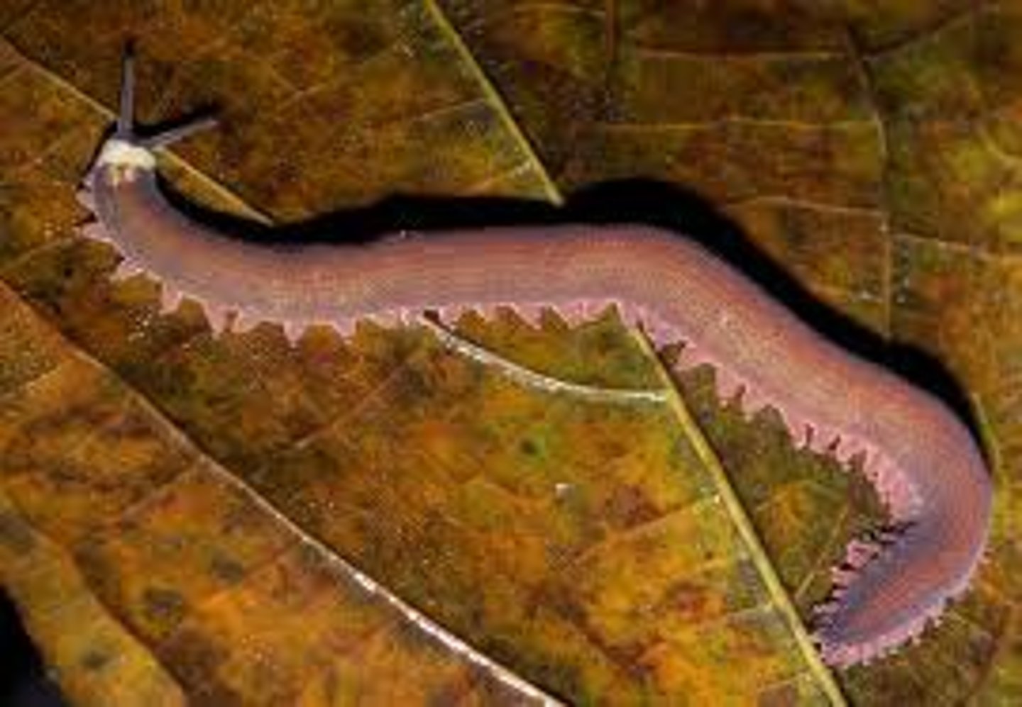 <p>Bilaterally symmetrical</p><p>Gas exchange via trachea</p><p>Open circ system</p><p>Exoskeleton</p><p>Link b/w worms and arthropods</p><p>velvet/walking worm</p>