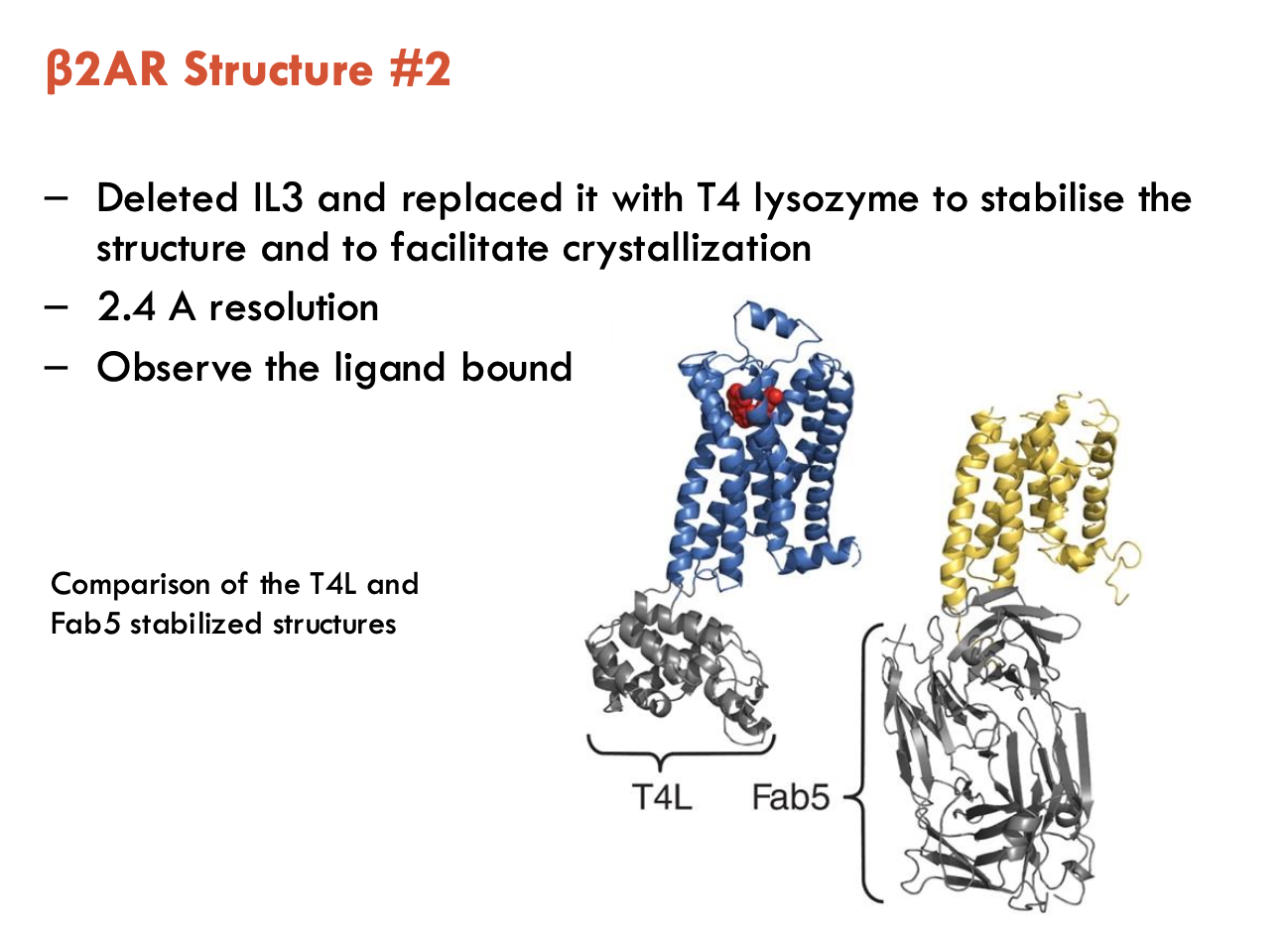 <ol><li><p class="ds-markdown-paragraph"><strong>Initial Attempt (3.7 Å)</strong>:</p><ul><li><p class="ds-markdown-paragraph">Used <strong>Fab5 monoclonal antibody</strong> to stabilise extracellular loops</p></li><li><p class="ds-markdown-paragraph"><strong>Inverse agonist </strong>locked receptor in inactive state</p></li><li><p class="ds-markdown-paragraph">Screened 1,000s of crystallisation conditions</p></li><li><p class="ds-markdown-paragraph"><strong>Findings / Challenges:</strong></p><ul><li><p>7 TMDs + 8th helix visible</p></li><li><p>IL3 loop was too flexible, destabilising crystals</p></li><li><p>EC loops unresolved</p></li><li><p>Ligand density poorly resolved</p></li></ul></li></ul></li><li><p class="ds-markdown-paragraph"><strong>Breakthrough (2.4 Å)</strong>:</p><ul><li><p class="ds-markdown-paragraph">Replaced flexible <strong>IL3 loop with T4 lysozyme</strong> (rigid scaffold)</p></li><li><p>Achieved <strong>higher resolution (2.4 Å)</strong></p></li><li><p><strong>Bound ligand clearly visible</strong></p></li></ul></li></ol><p></p>