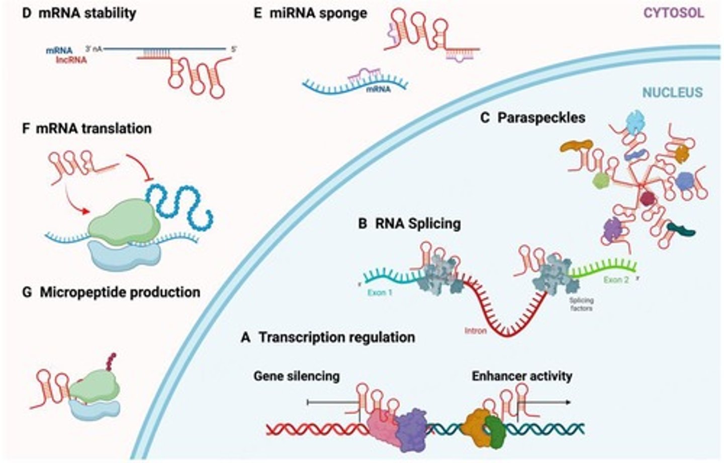 <p>lack an open reading frame and do not code for protein</p><p>Exhibit a wide range of secondary and tertiary structures compared to the coding transcriptome (mRNA)</p>