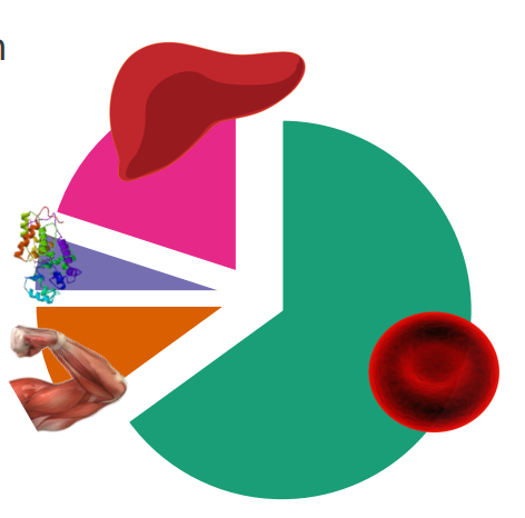 <p>- iron is localised in a range of tissues to perform relevant functions</p><p>- human body has around 2-4g of iron (38-50mg iron/kg body weight)</p><p>- 65% is haemoglobin</p><p>- 10% myoglobin</p><p>- 1-5% is metalloenzymes</p><p>- 20% in storage</p>