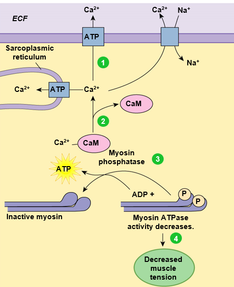 <ol><li><p>Ca2+ pumped out of cell and into SR</p></li><li><p>Ca2+ unbinds calmodulin</p></li><li><p>Myosin phosphatase dephosphorylated myosin </p></li><li><p>myosin ATPase activity decreases</p></li><li><p>muscle tension decreases</p></li></ol>