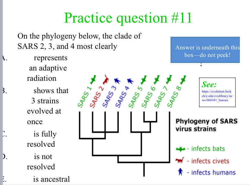 <p>On the phylogeny below, the clade of &nbsp; SARS 2, 3, and 4 most clearly</p>