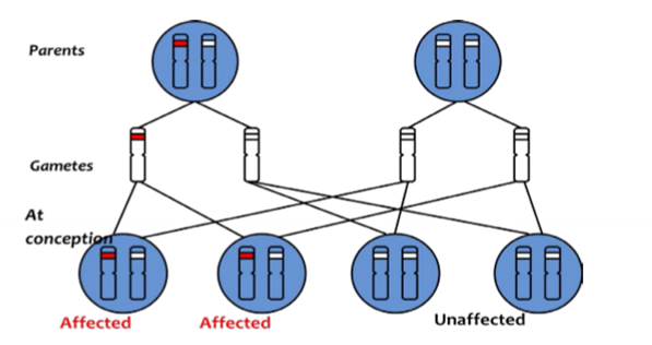 <p>Huntington disease, neurofibromatosis type 1, marfan syndrome, familial hypercholesterolemia, familial adenomatous polposis, prader-willi</p>