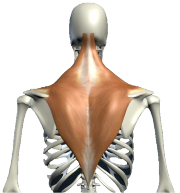 <p>What are the attachment points of this muscle?</p>