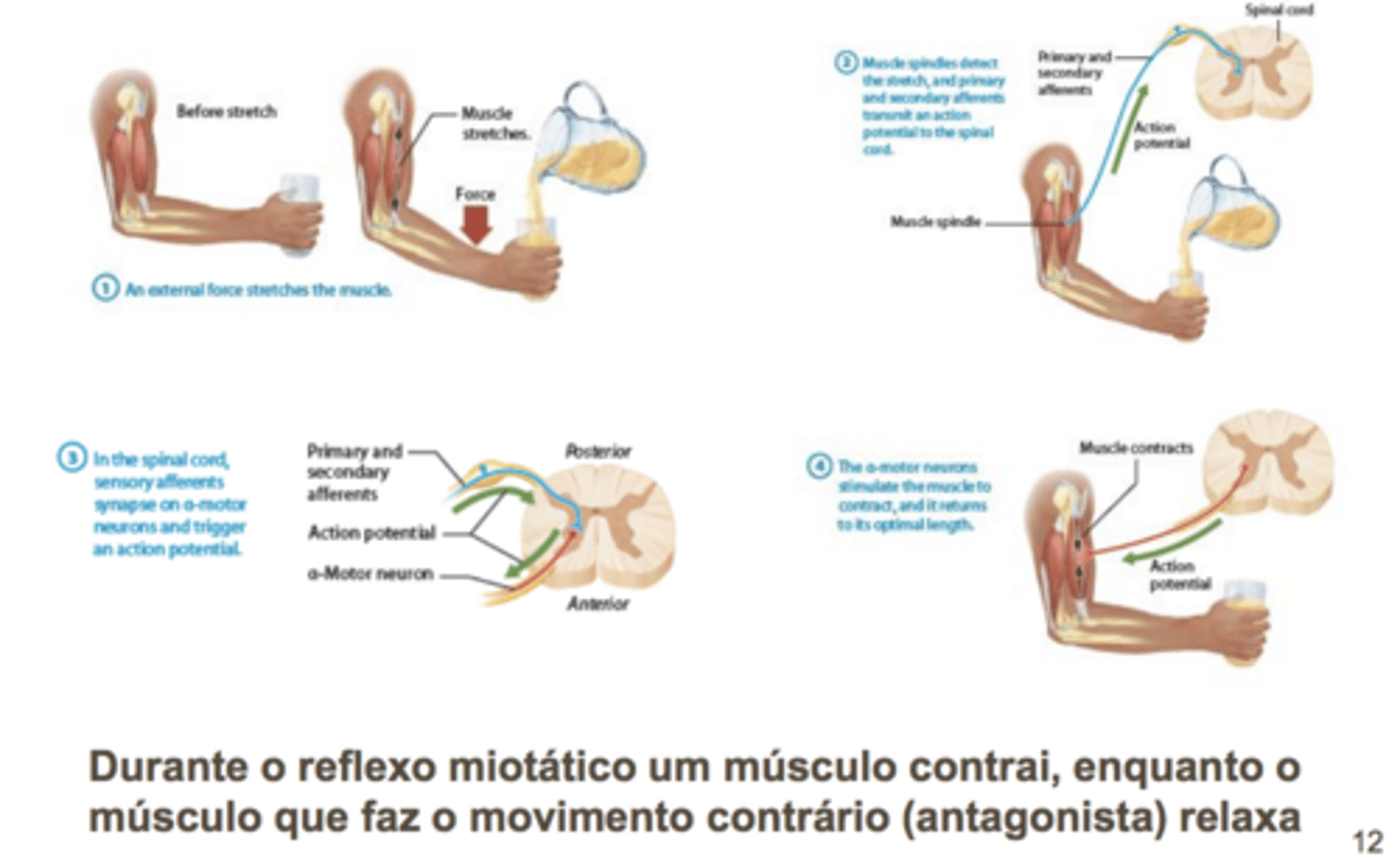 <p>estiramento induz reposta de contração de encurtamente</p>