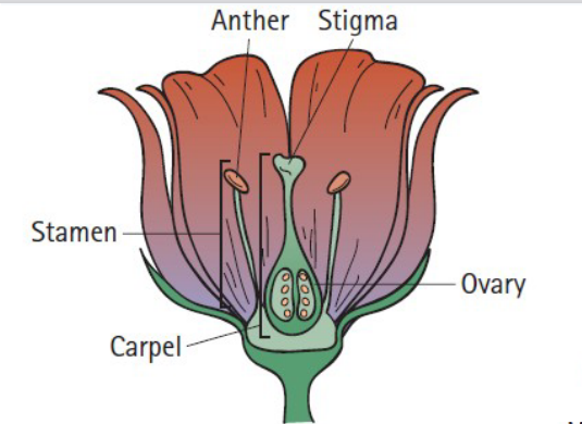 <p>Contains the Anther, stigma, stamen, carpel, and ovary</p>