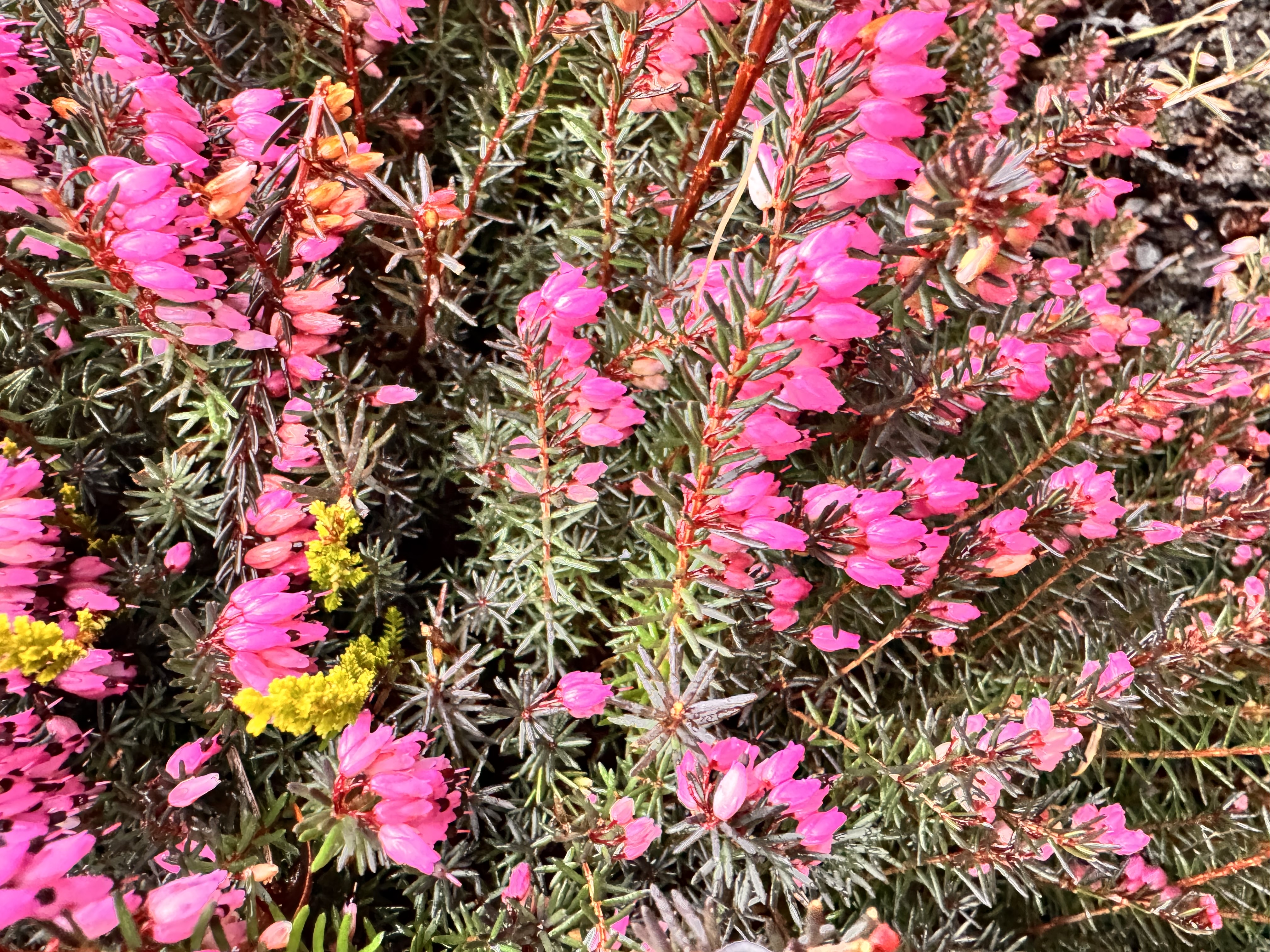 <p>“Winter heather”</p>
