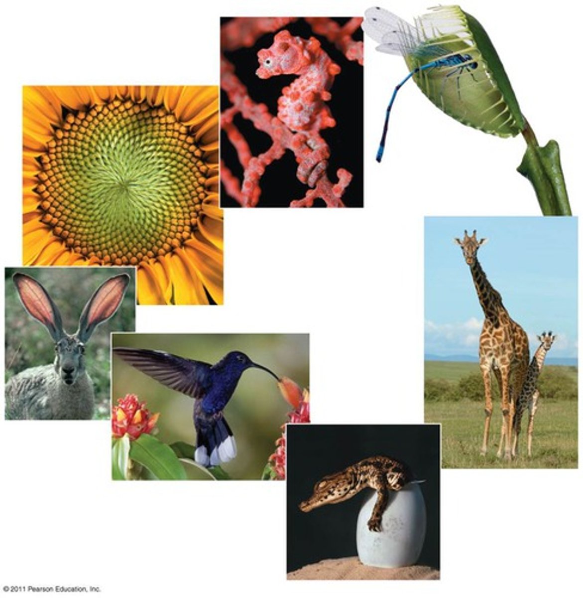 <p>1. Order</p><p>2. Regulation</p><p>3. Energy Processing</p><p>4. Evolutionary Adaptation</p><p>5. Response to the Environment</p><p>6. Reproduction</p><p>7. Growth and Development</p>