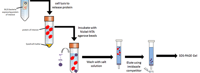 <p>Principle of Bioseparation with Magnetic Supports: Labscale Applications</p><p>Wash and Elution Steps</p>