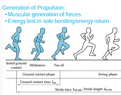 <ul><li><p>Muscular generation of forces</p></li><li><p>energy is lost in sole bending and energy return </p></li><li><p></p></li></ul><p></p>