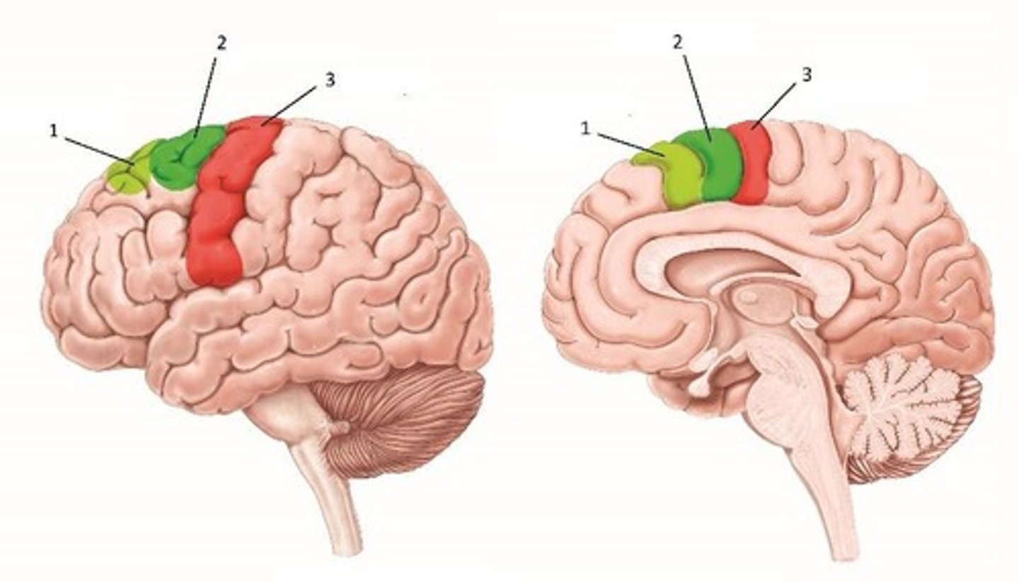<p>Cortical area identified by #4.</p>