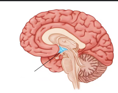 <p>-influences how endocrine system work</p><p>-maintains homeostasis of <strong>automatic nervous system </strong>(blood pressure, response to emotion), AND part of limbic system(pleasure, fear)</p><p>-regulate body temp, hunger/satiety, water balance/thirst, sleep-wake cycle</p>