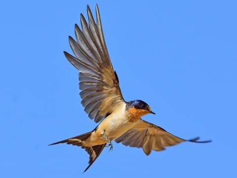 <p>Long forked tail, blue above, reddish throat.</p>