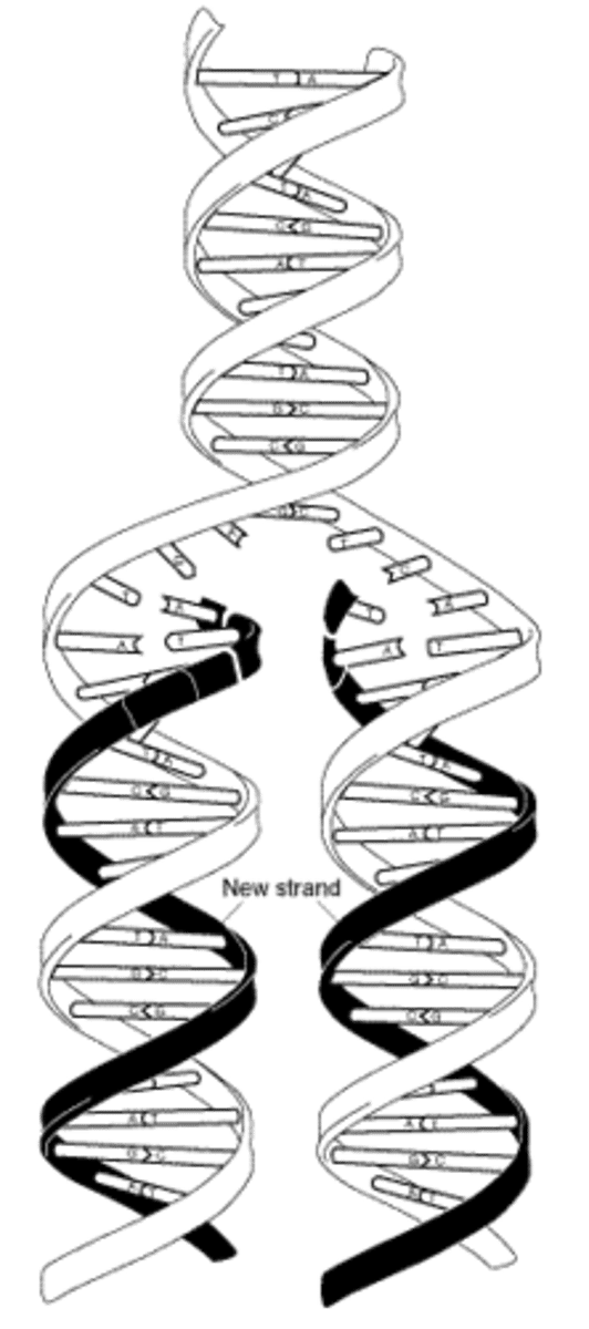 <p>the two strands in one molecule separate, and then new nitrogen bases pair up with each strand to form two molecules of dna.</p>