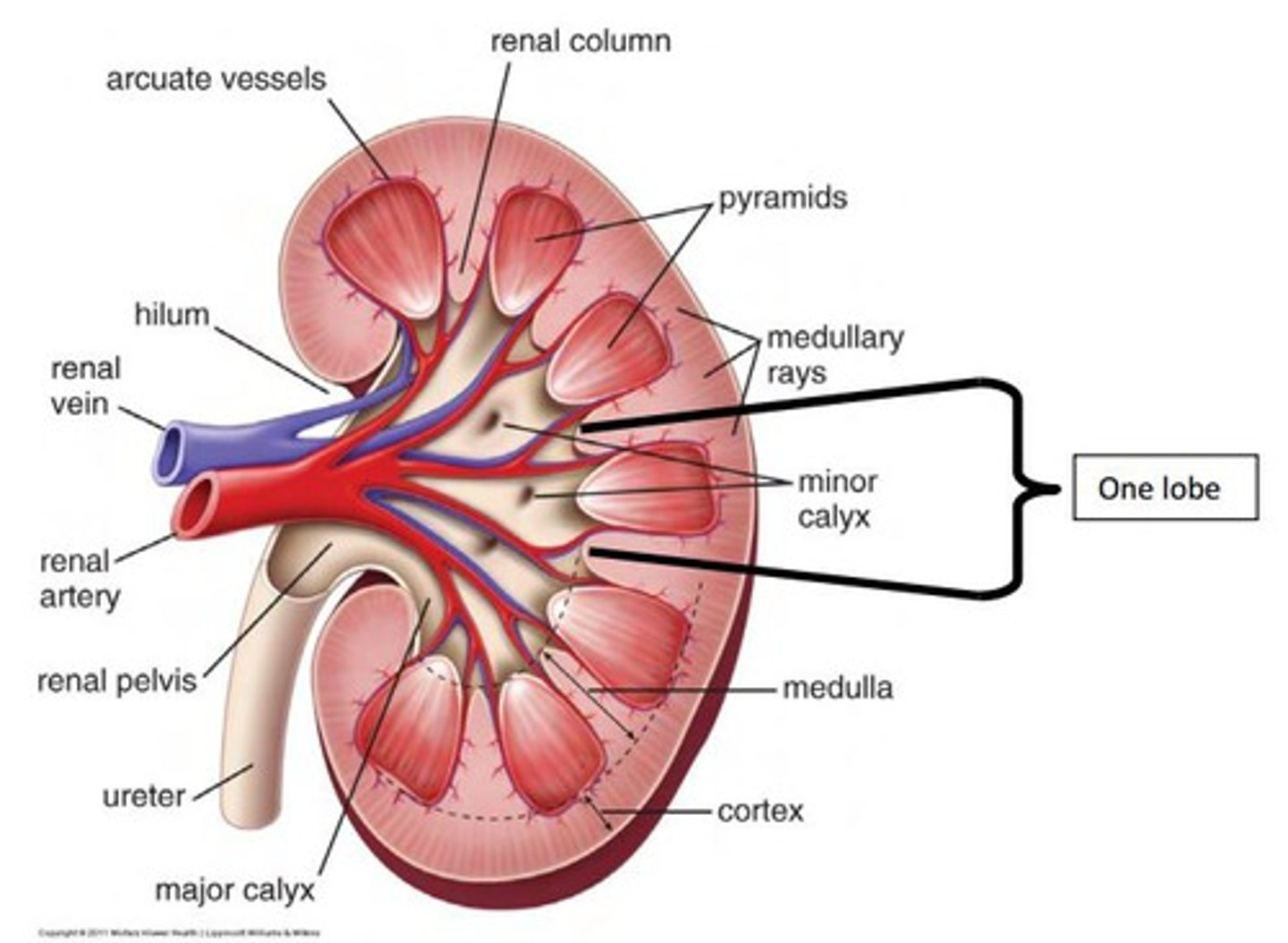 <ul><li><p>Capsule (the like outline of everything)</p></li><li><p>Cortex</p></li><li><p>Medulla</p></li><li><p>Renal artery supplies the kidney with oxygenated blood</p></li><li><p>Renal vein takes deoxygenated blood away from the kidney</p></li><li><p>Ureter is where the urine is extracted from the blood and sent to the bladder</p></li></ul><p></p>