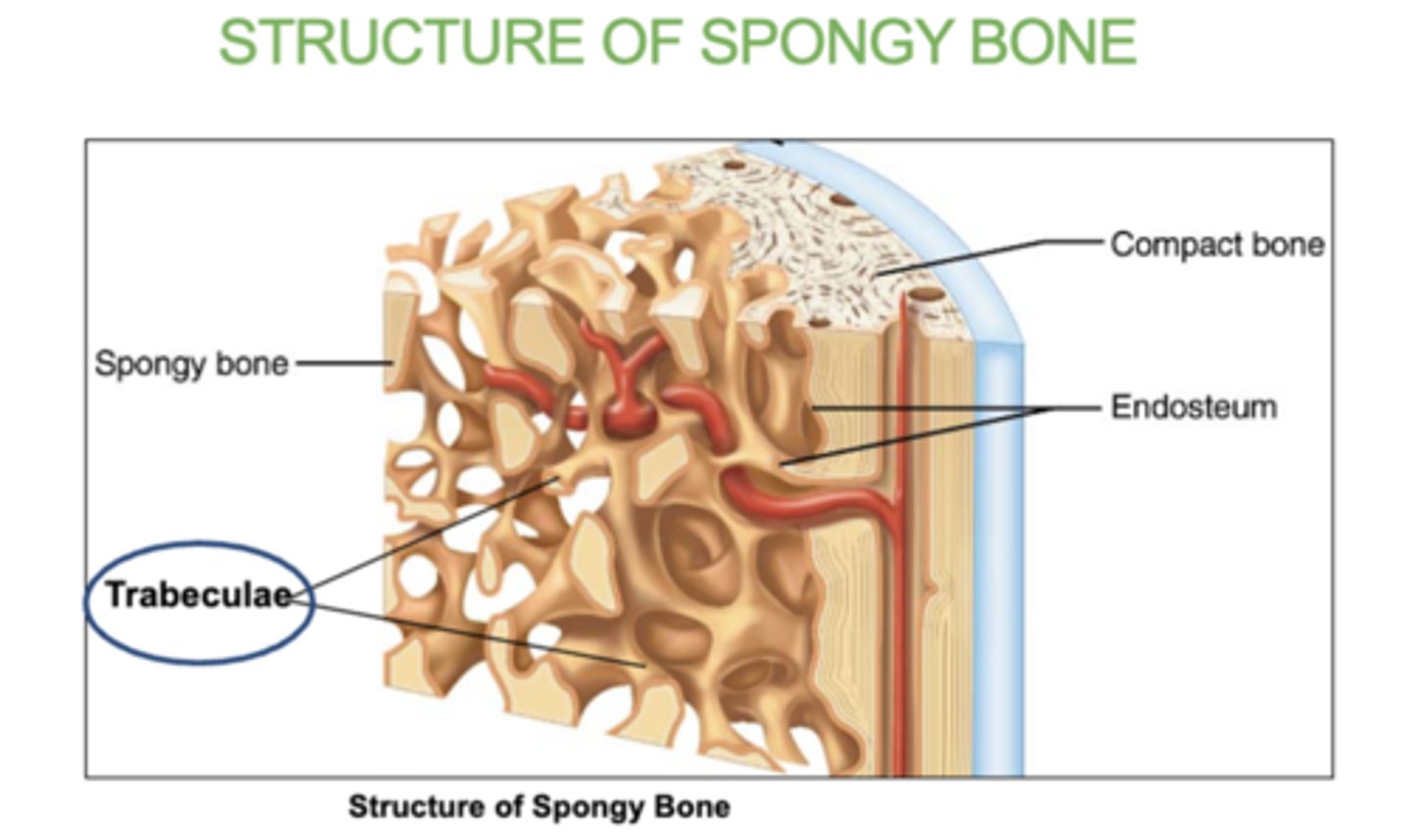 <p>trabeculae that contain the osteocytes. </p><p>Red marrow fills the spaces.</p>