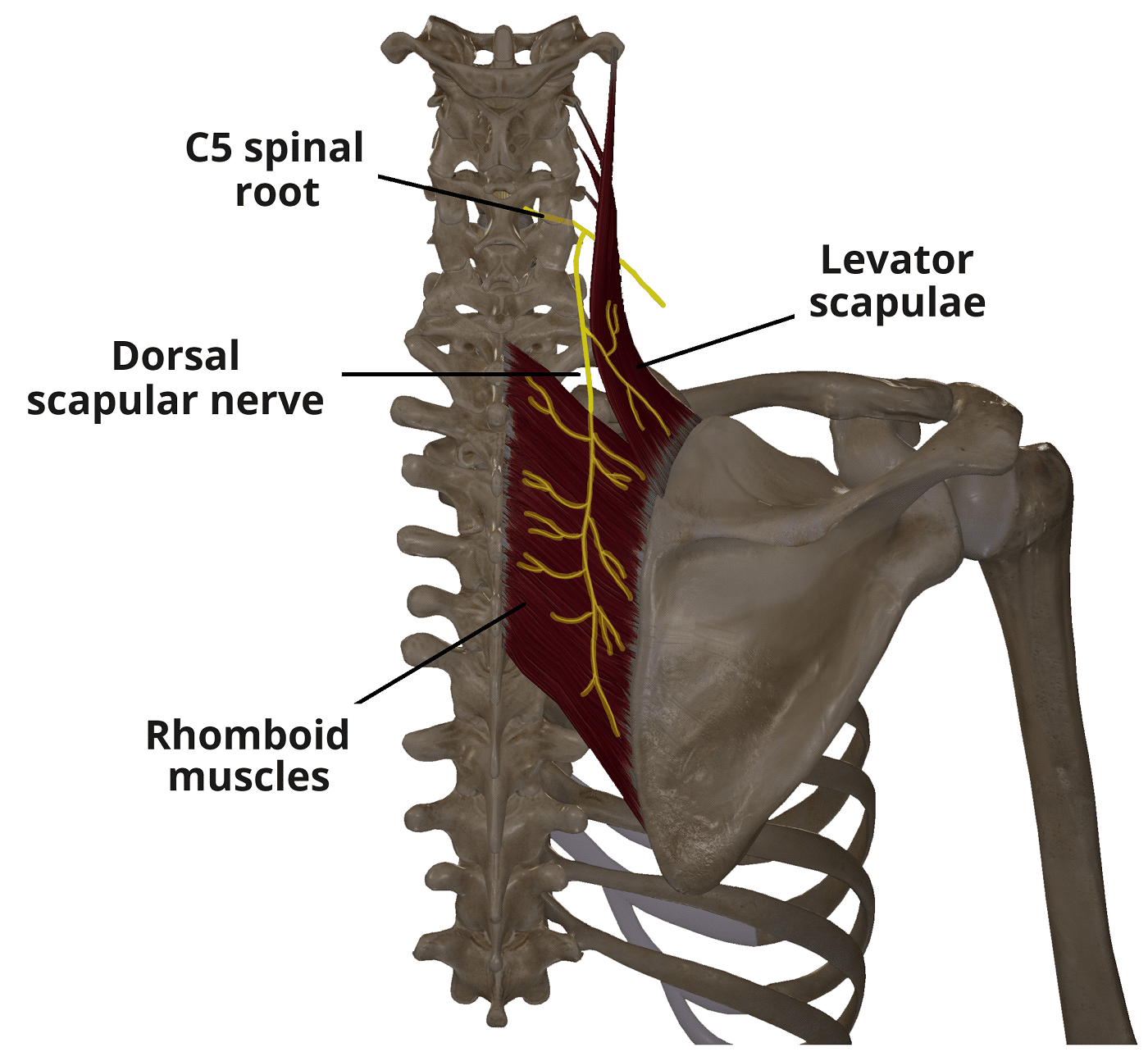 <p>Dorsal scapular nerve is a direct branch of the roots of the brachial plexus.</p><p><strong><mark data-color="red" style="background-color: red; color: inherit">A. Yes</mark></strong></p><ul><li><p>dorsal scapular nerve typically arises directly from the <strong>C5 root</strong> of the brachial plexus.</p></li></ul><p>B. No</p>
