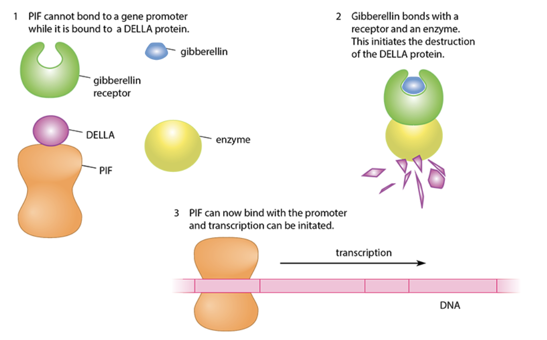 <ul><li><p>DELLA proteins are repressor proteins and bind to PIF (transcription factor),</p></li><li><p>PIF cannot bind to promoter of amylase gene,</p></li><li><p>gibberellin binds to receptor and enzyme, DELLA breaks down,</p></li><li><p>PIF no longer bound to DELLA and binds to promoter region,</p></li><li><p>amylase gene transcribed</p></li></ul>