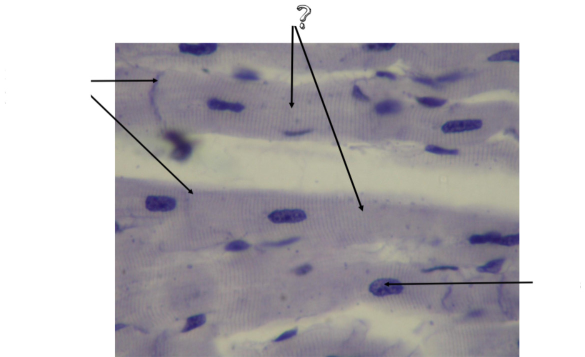 <p>?</p>