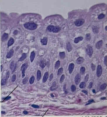 <p>What tissue is this?</p>