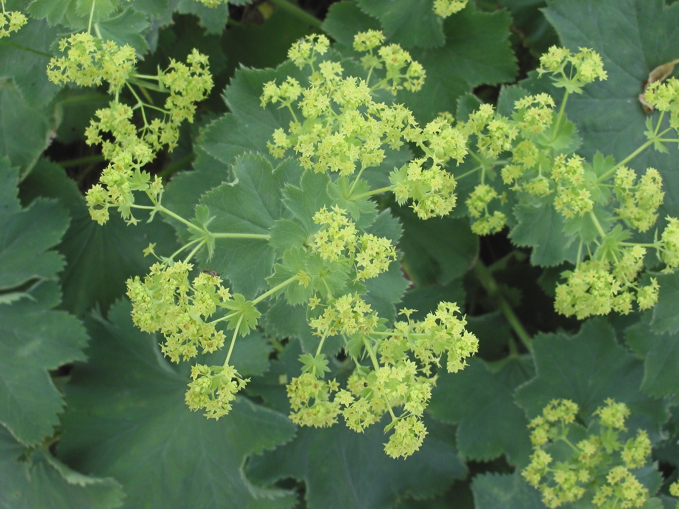 <p>Lady’s Mantle - <em>Alchemilla mollis</em></p>
