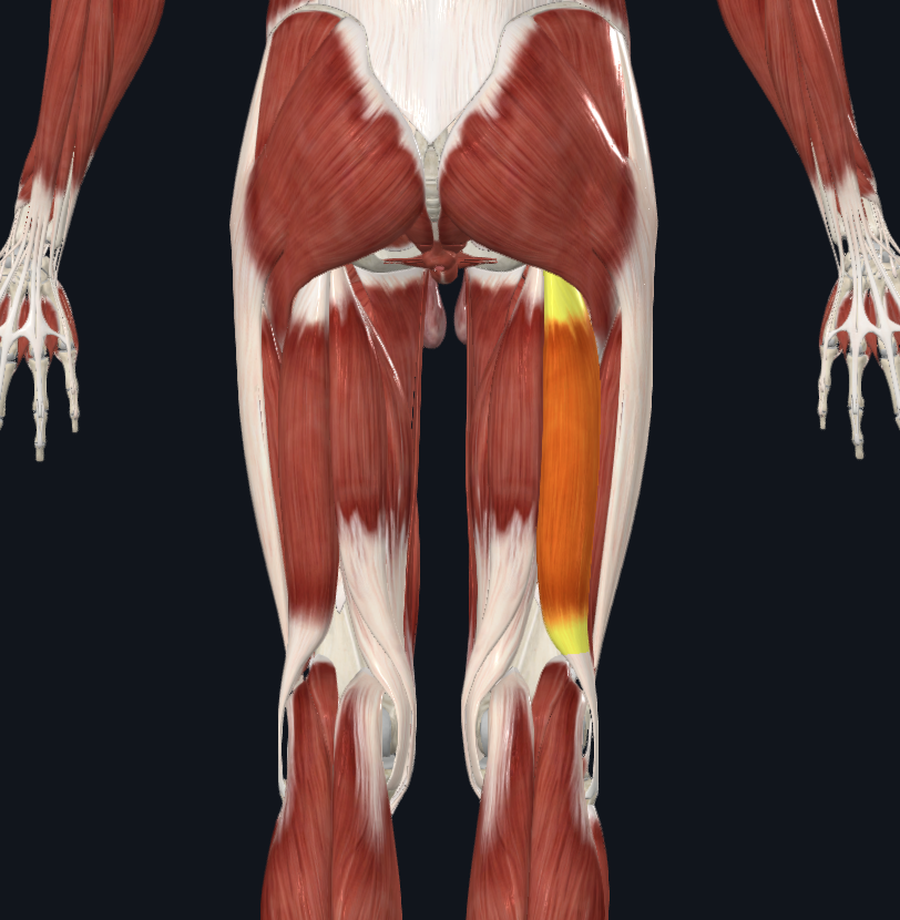 <ul><li><p>Origin: femur</p></li><li><p>Insertion: fibula </p></li></ul><p></p>