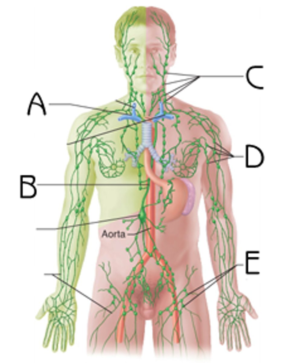 <p>System of interconnected vessels that contains lymph fluid in which fat-soluble nutrients are carried; also includes bone marrow, lymph nodes, and other tissues and organs that produce and store defensive cells.</p>