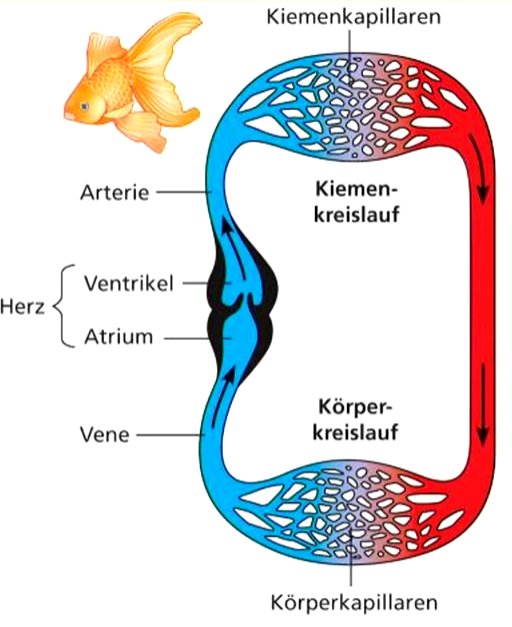 **Blut** als zirkulierende Körperflüssigkeit von Gewebeflüssigkeit getrennt 

**Arterien**: Gefäße, die Blut vom Herz zu den Organen transportieren 

**Kapillaren**: fein verzweigte Gefäße, bilden ein Netzwerk um Organe und stellen den Ort des Stoffaustausches mit der interstitiellen Gewebeflüssigkeit dar 

**Venen**: Gefäße, die Blut aus Organen zum Herz transportieren 

**Herz**: Pumporgan, das Blut bewegt; besteht aus Einströmkammer (Vorhof, Atrium) und Hauptkammer (Ventrikel)