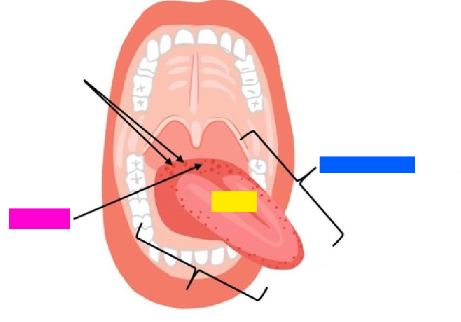 <p>yellow box (referencing a section of the tongue)</p>