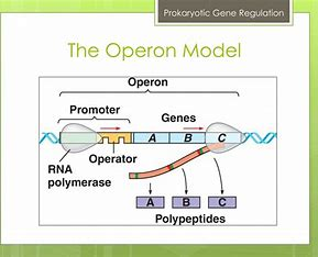 <p>A unit of genetic expression in prokaryotes that consists of a promoter, operator, and one or more structural genes.</p>