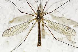 <p>moquito but thinner legs</p>