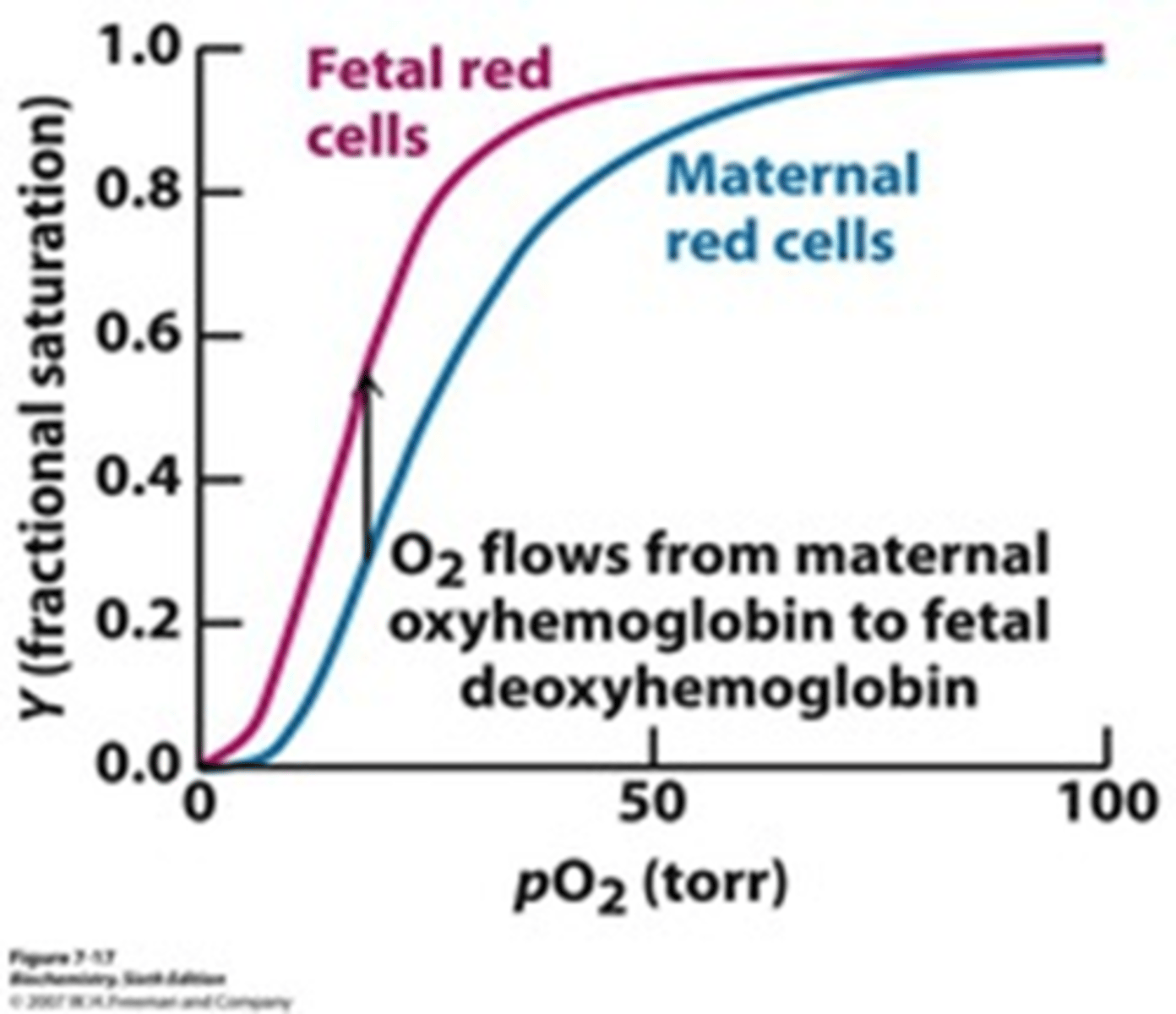 <p>Receives O2 sourced from the mother's hemoglobin</p><p>Has HIGHER binding affinity than adult hemoglobin</p><p>Has 2 gamma and 2 alpha subunits (adult hemoglobin has 2 beta and 2 alpha subunits)</p>