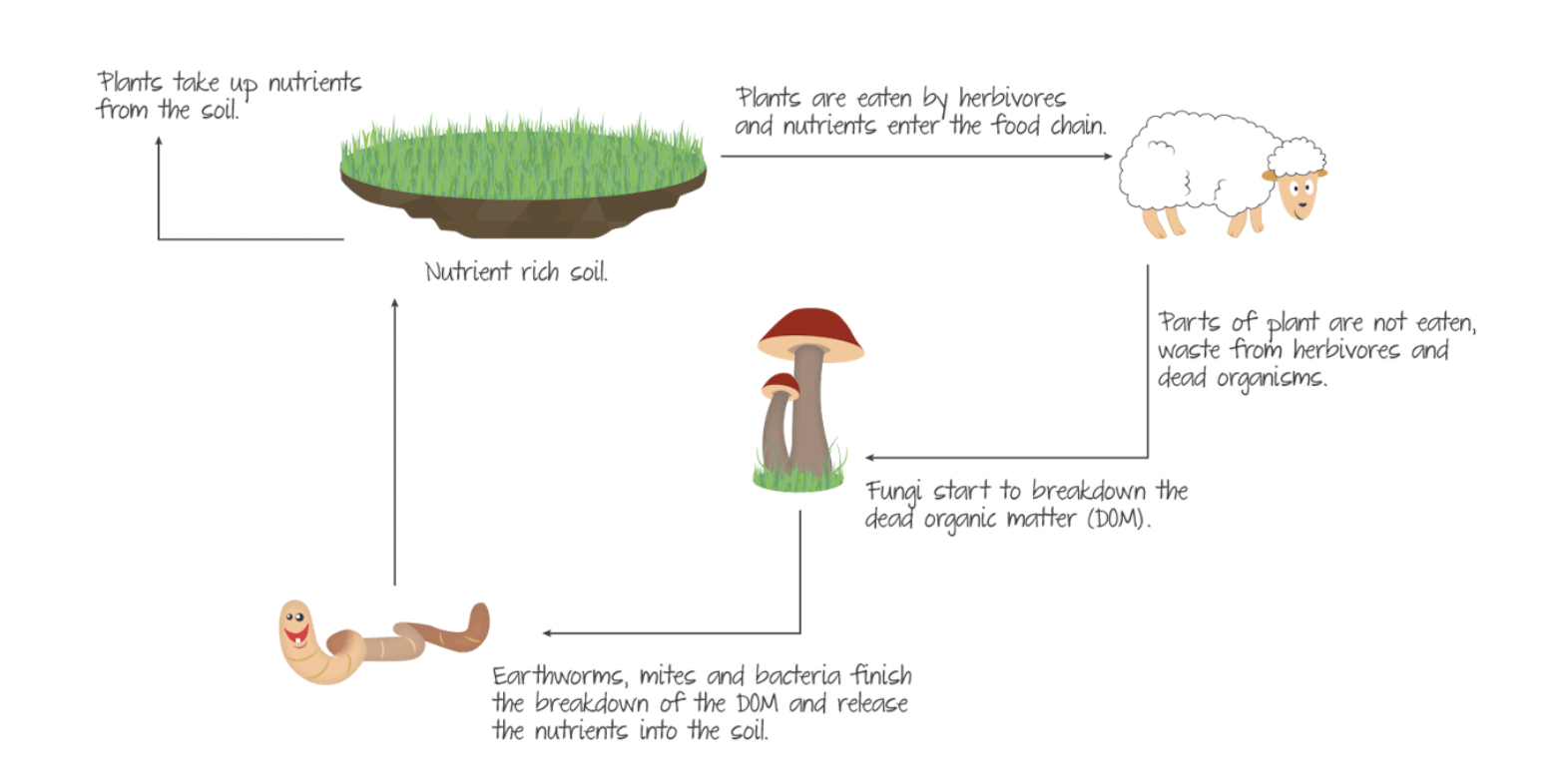 <p>Producers: plants that convert energy into matter Consumers: animals that eat plants/animals Decomposers: break down waste into reusable components Decomposer Cycle</p>