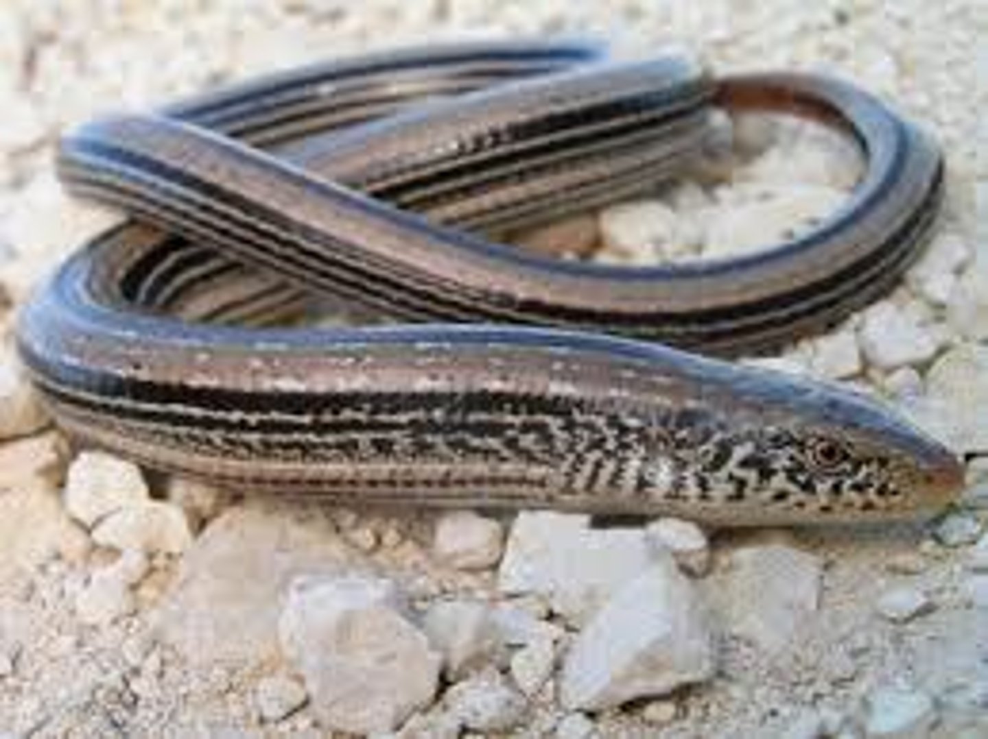 <p>Ophisaurus attenuatus</p><p>Order: Squamata</p><p>Suborder: Lacertilia</p><p>Family: Anguidae</p>